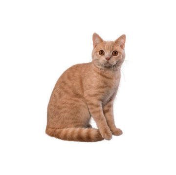 Cat Breed