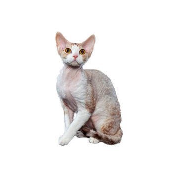 Cat Breed