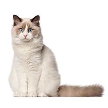 Cat Breed