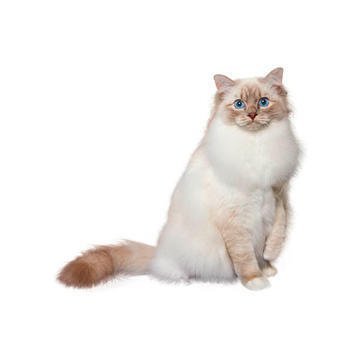 Cat Breed