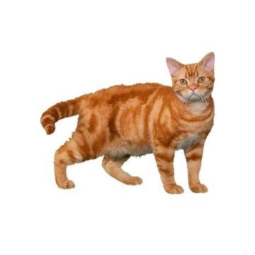 Cat Breed